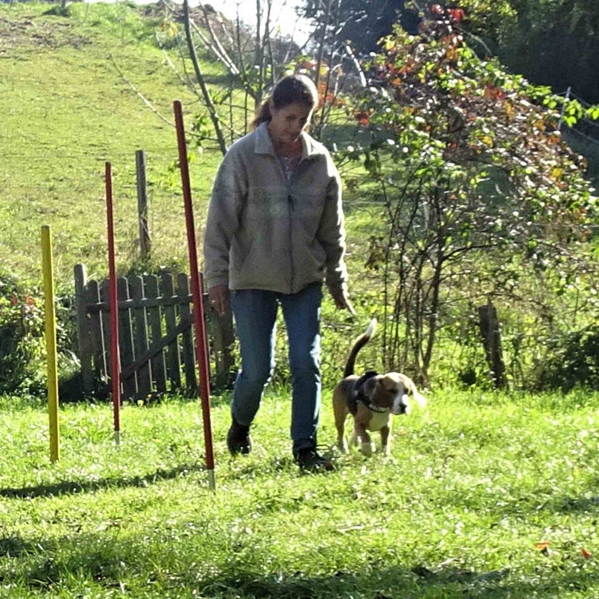 Beagle übt Fußgehen ohne Leine