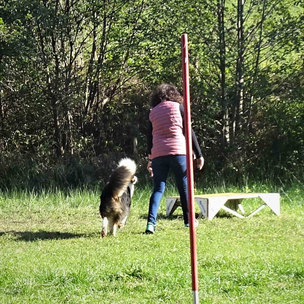 Hund geht ohne Leine neben seinem Besitzer