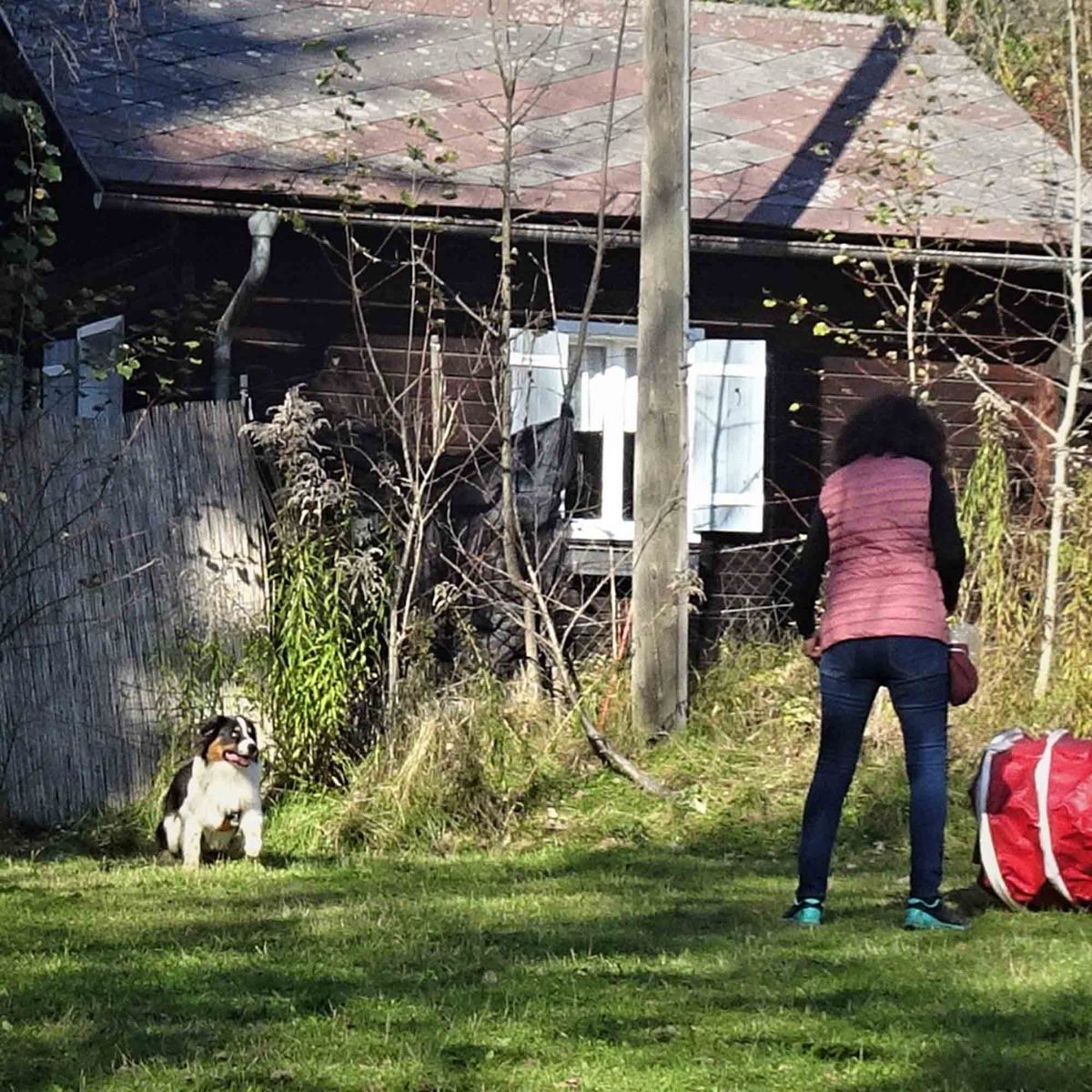 Hund übt das Kommando Bleib