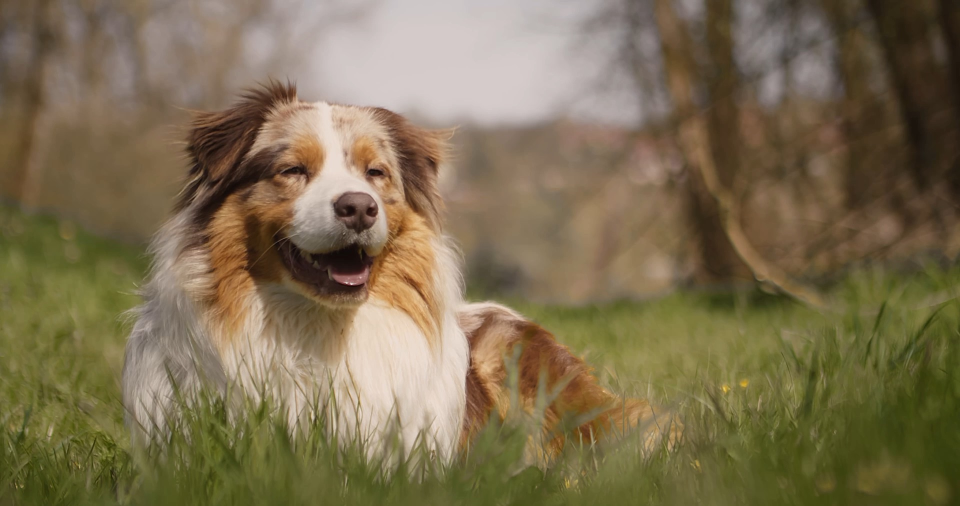 Australian Shepherd liegt entspannt in einer sonnigen Frühlingswiese