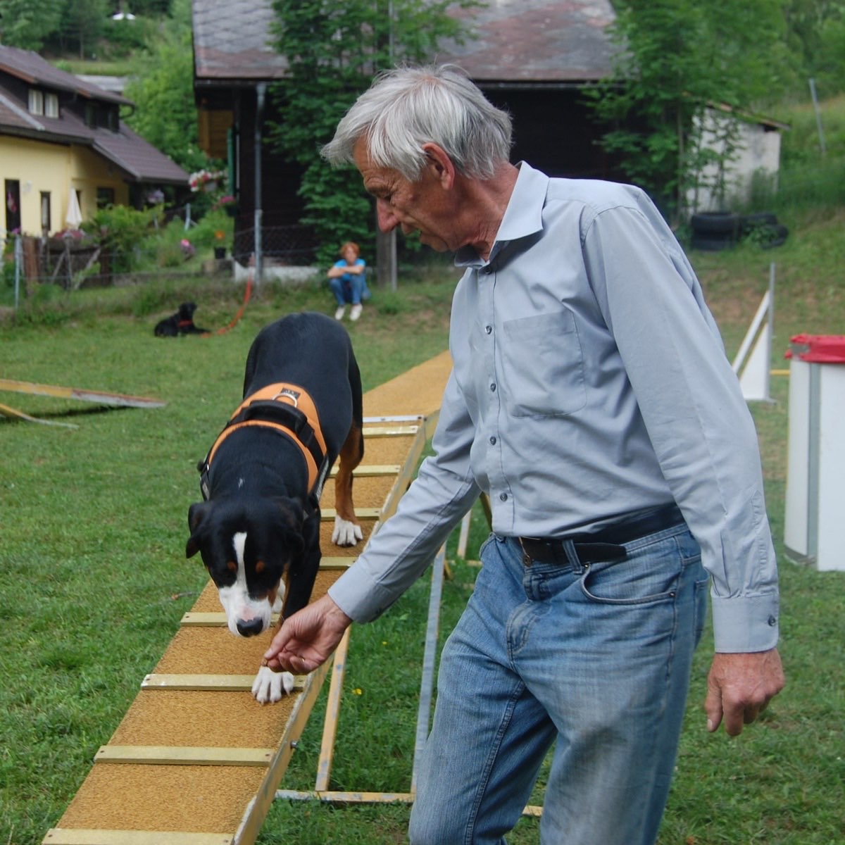 Hund auf dem Steg beim Physiotraining