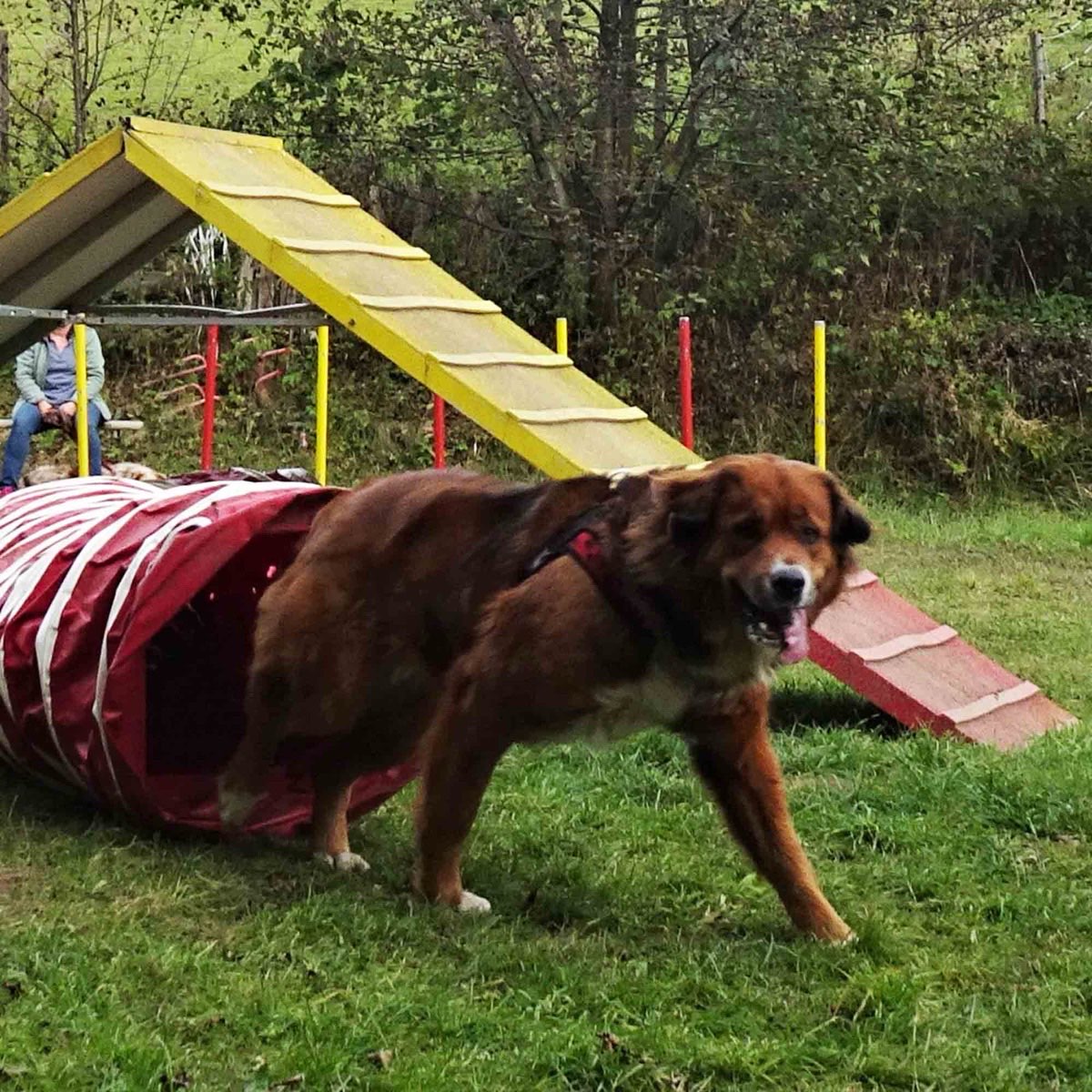 Großer Hund läuft durch den Tunnel