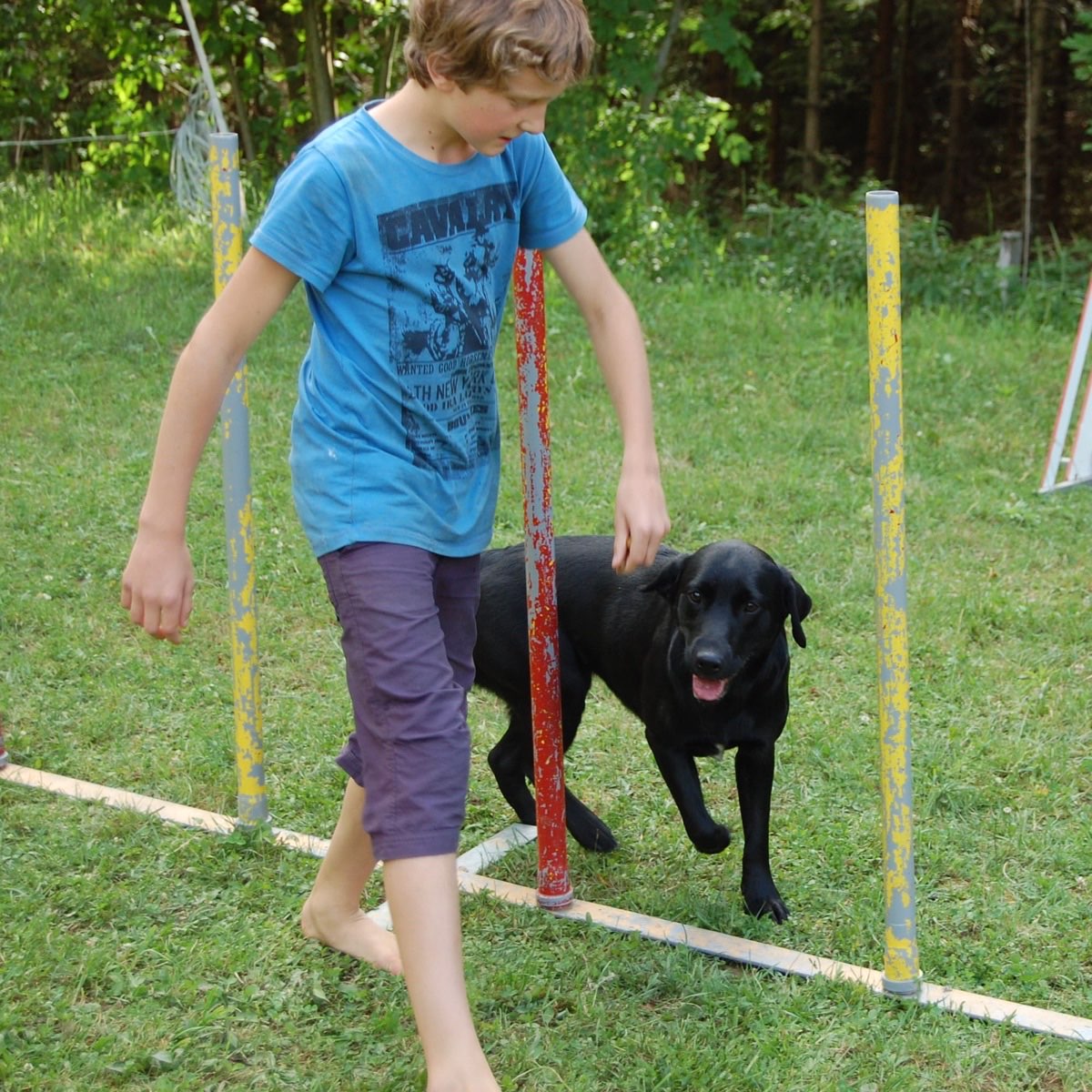 Hund beim Slalomtraining