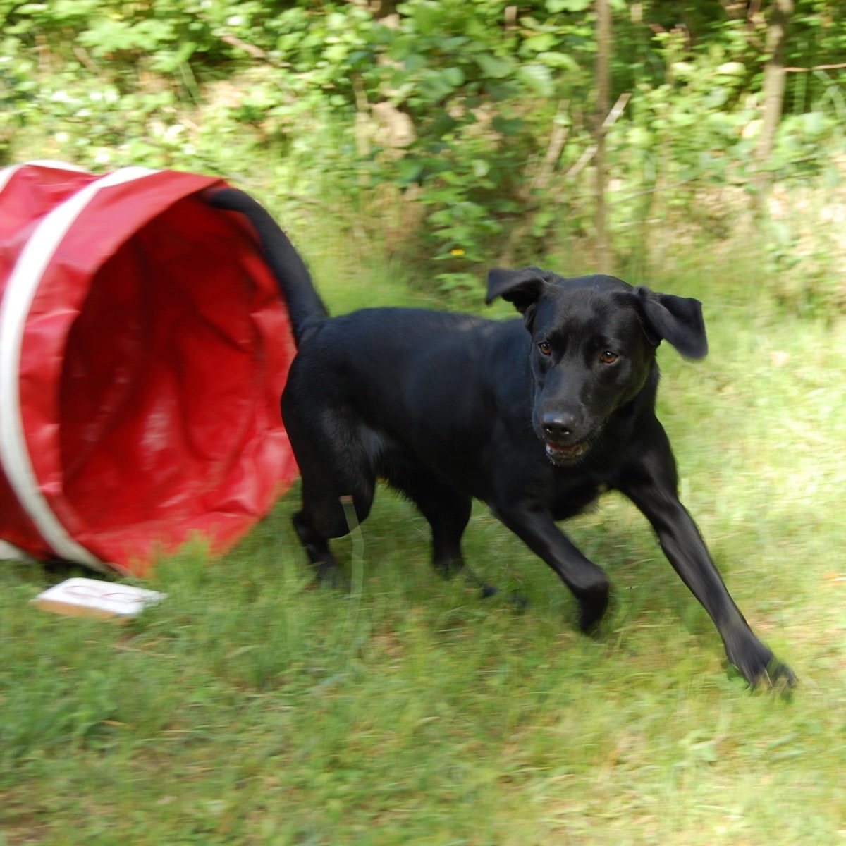 Hund und Besitzer meistern gemeinsam den Parcours