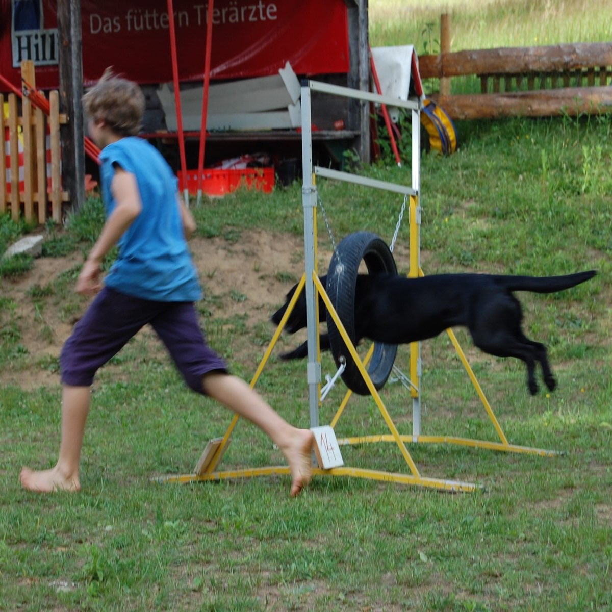 Hund springt durch den Reifen