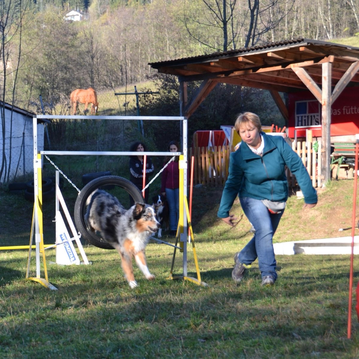 Hund und Besitzerin arbeiten als Team
