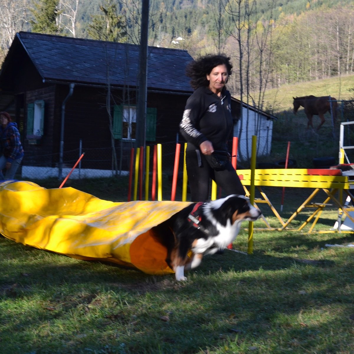 Hund im schnellen Lauf durch den Parcours