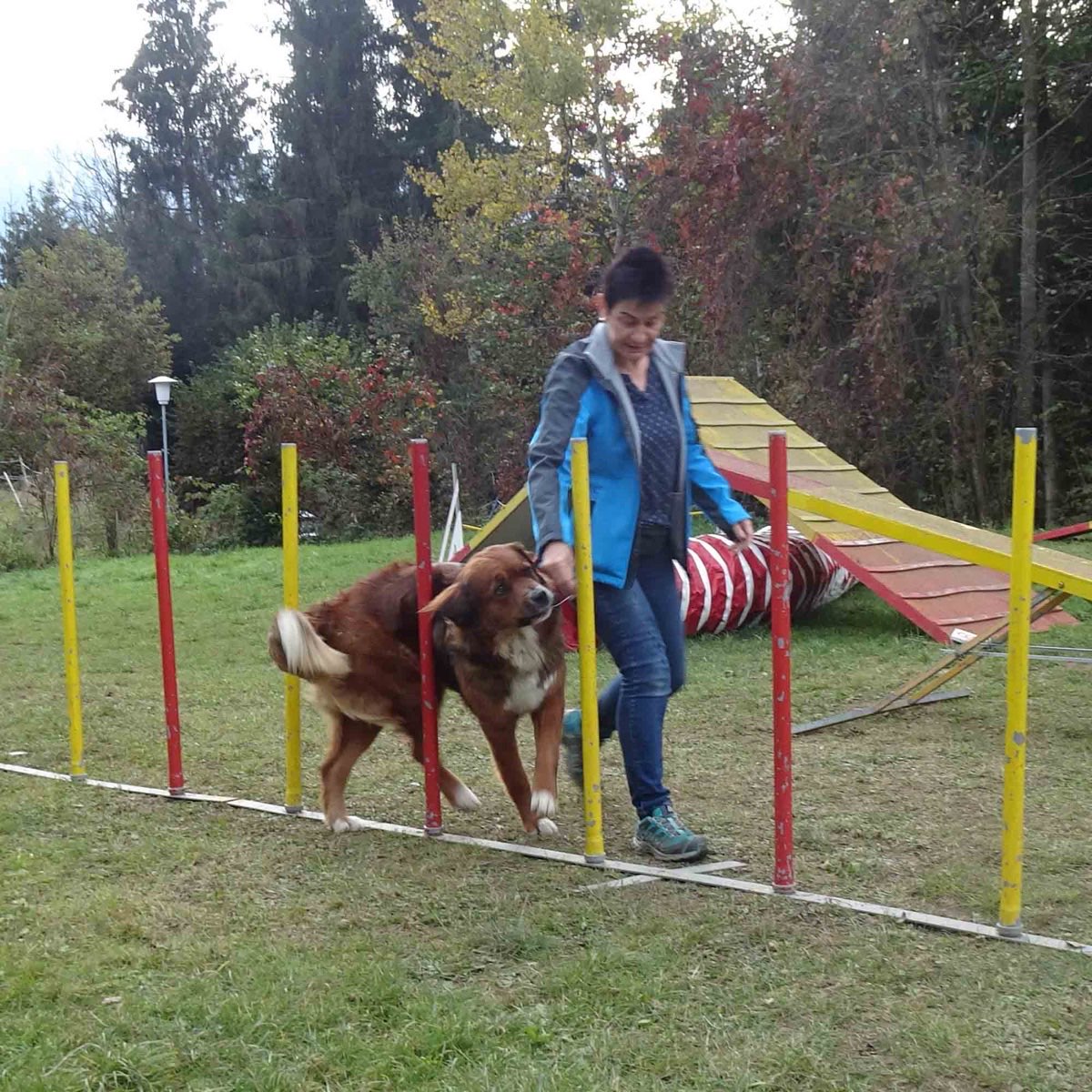 Hund schlängelt sich um Slalomstangen