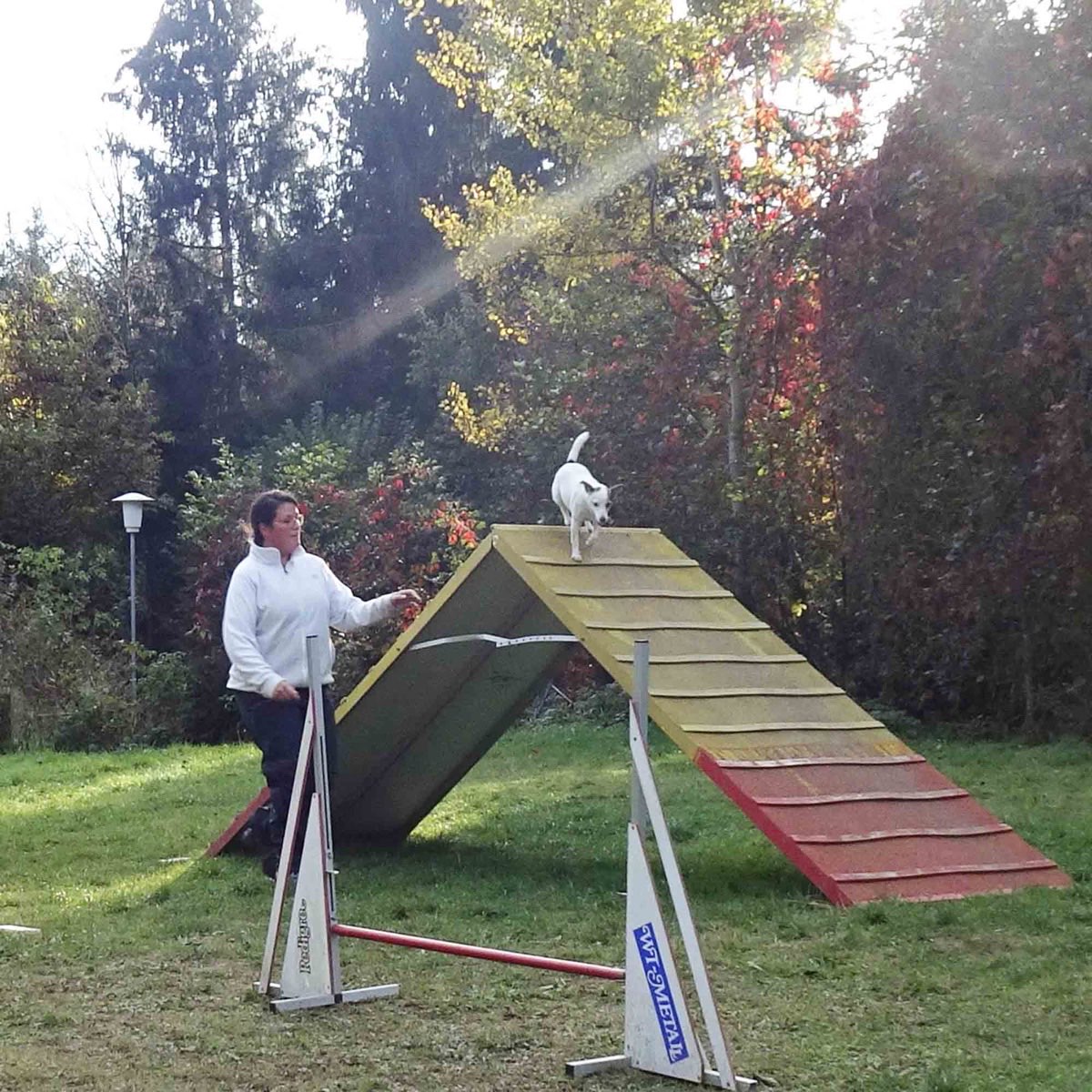 Hund läuft bergauf und bergab