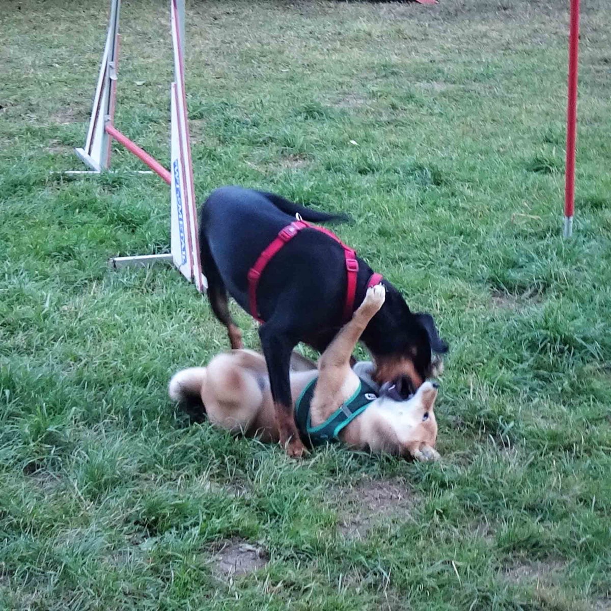 Welpe beim Spielen