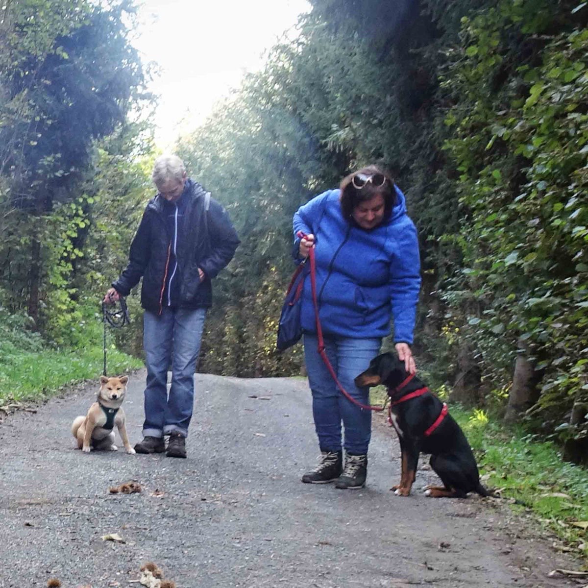 Welpe übt Sitz neben einem anderen Hund