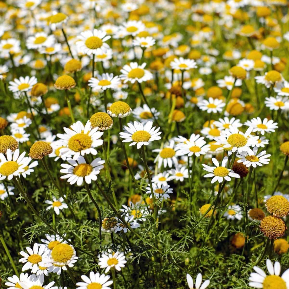 Heilkräuter für die Phytotherapie