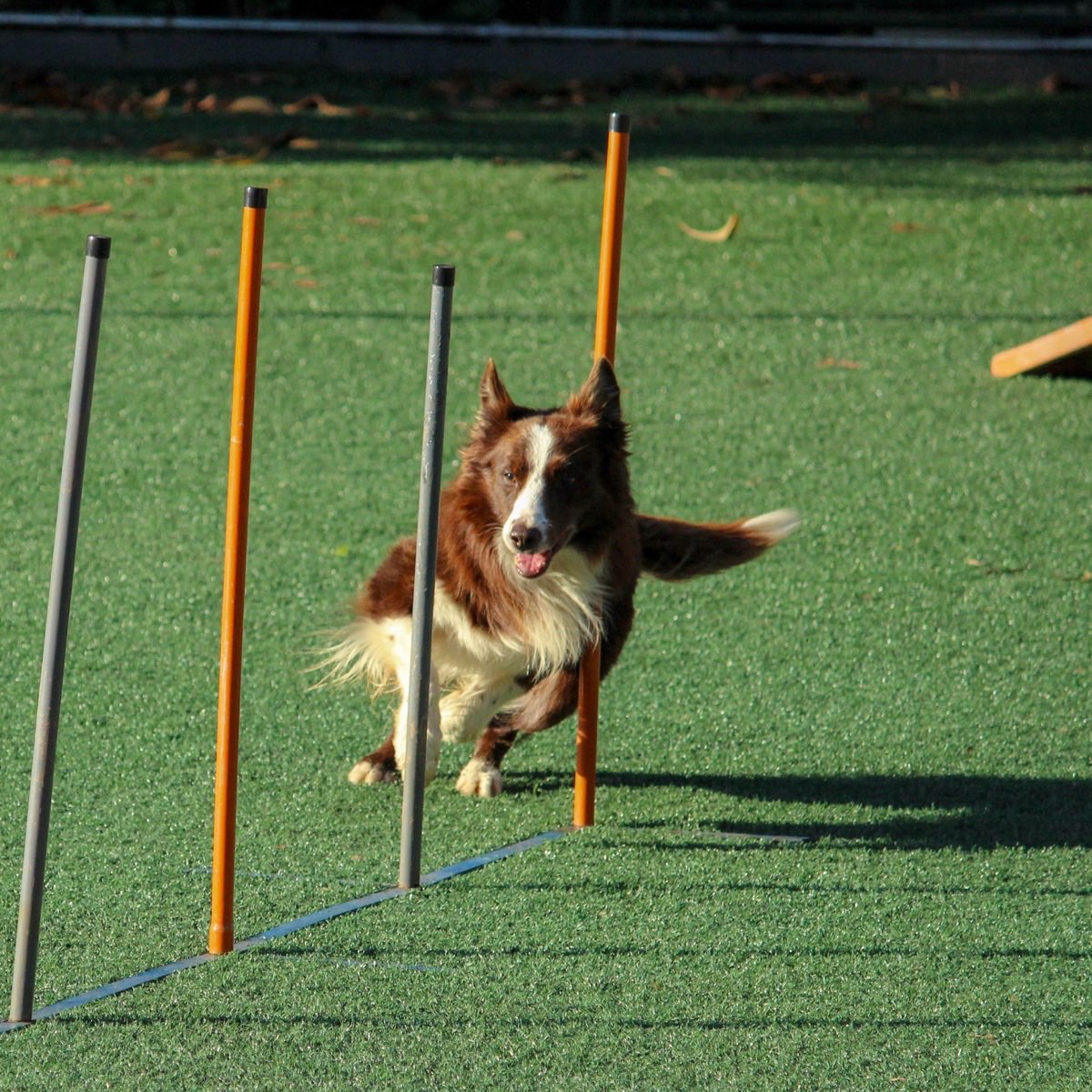 Hund beim Physiotherapie-Training