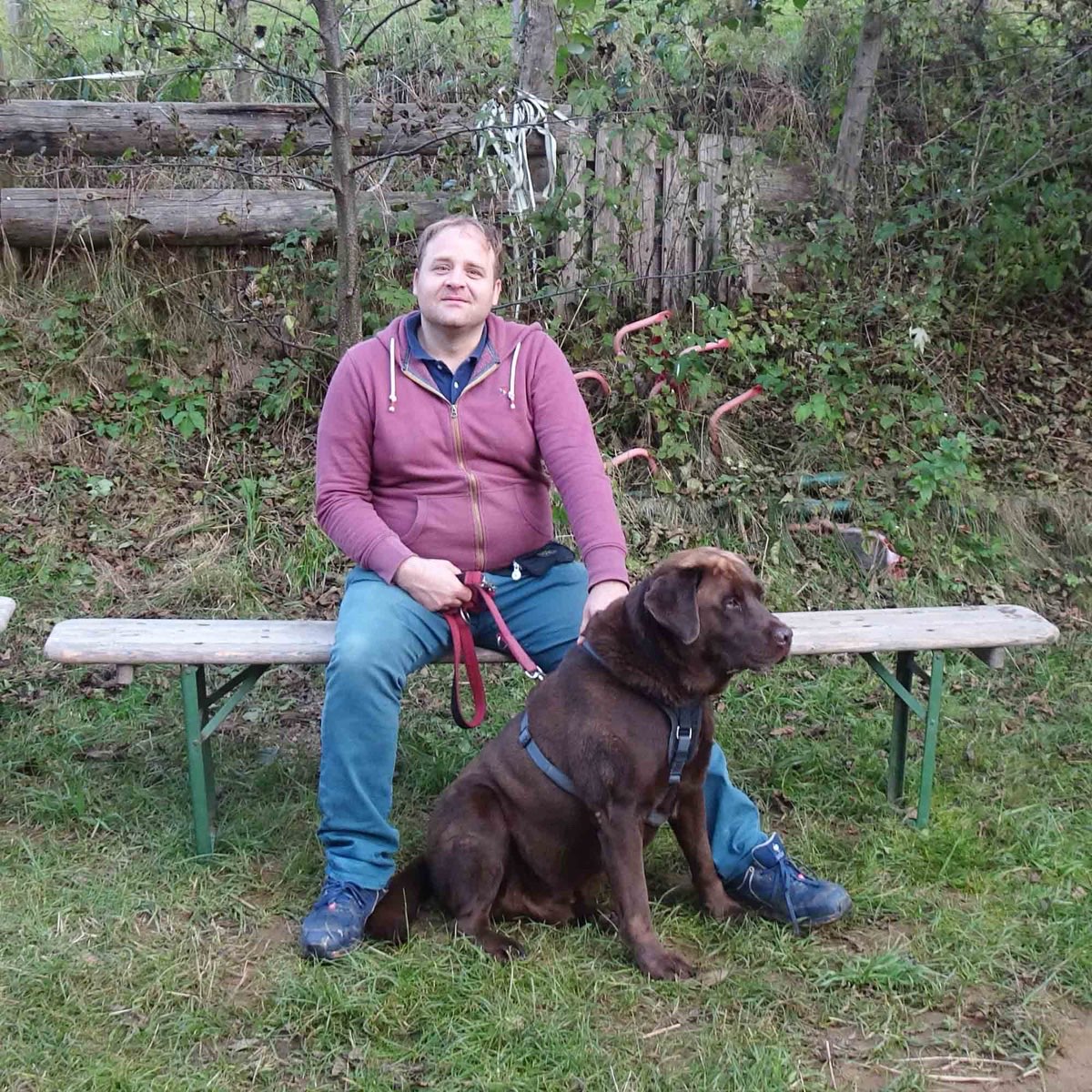 Hund übt geduldiges Warten